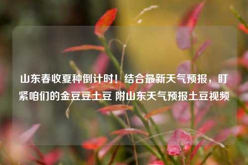 山东春收夏种倒计时！结合最新天气预报，盯紧咱们的金豆豆土豆 附山东天气预报土豆视频