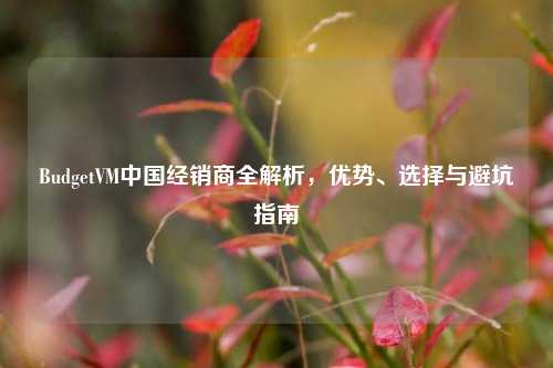 BudgetVM中国经销商全解析，优势、选择与避坑指南